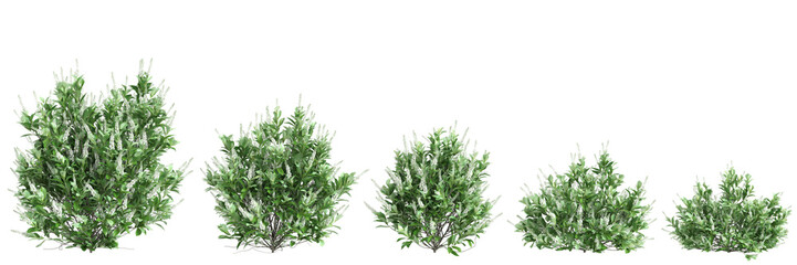 3d illustration of set Clethra alnifolia bush isolated on black background