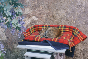 Cat laying on red tartan patterned pillow in the streets of Sintra, Portugal