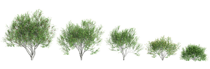 3d illustration of set Pistacia lentiscus tree isolated on black background - obrazy, fototapety, plakaty