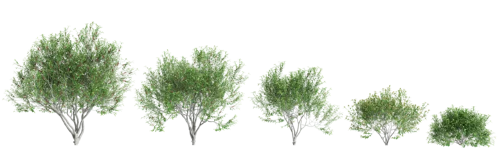 Foto op Aluminium 3d illustration of set Pistacia lentiscus tree isolated on black background © TrngPhp