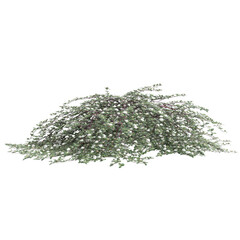 3d illustration of Cotoneaster dammeri bush isolated on black background