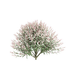 3d illustration of Salix integra tree isolated on black background