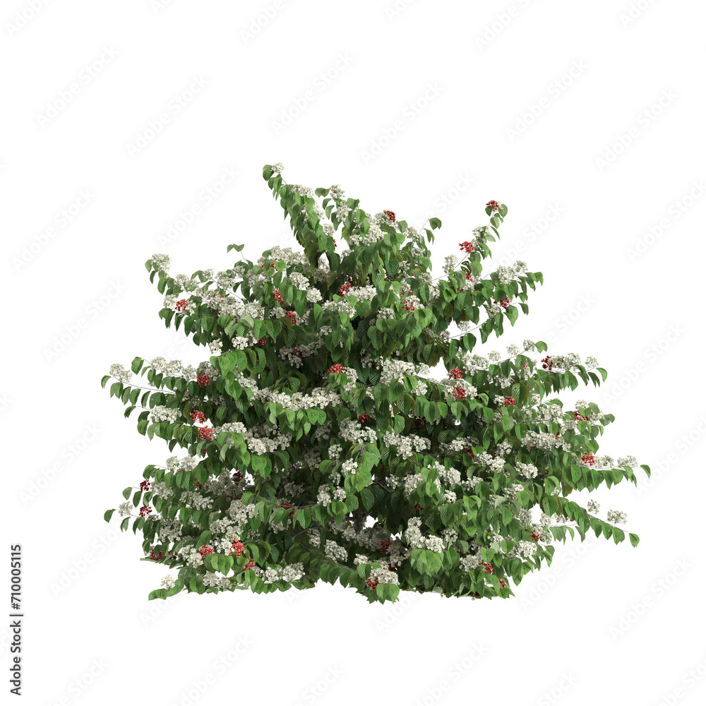 Wall mural 3d illustration of abelia x grandiflora bush isolated on black background