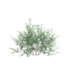 3d illustration of sambucus nigra bush isolated on black background