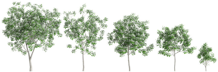 3d illustration of set Catalpa speciosa tree isolated on black background