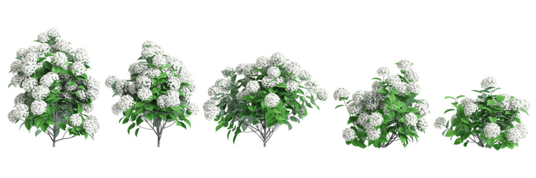 3d illustration of set Hydrangea arborescens bush isolated on black background