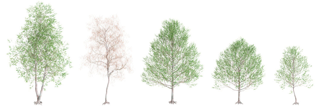 3d illustration of set Alnus glutinosa tree isolated on black background