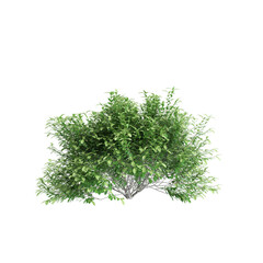 3d illustration of Pistacia lentiscus tree isolated on black background