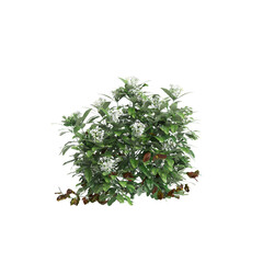 3d illustration of Choisya ternata bush isolated on black background