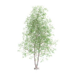 3d illustration of Alnus glutinosa tree isolated on black background