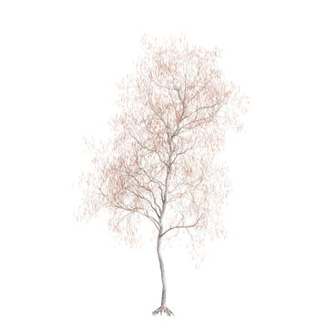 3d illustration of Alnus glutinosa tree isolated on black background