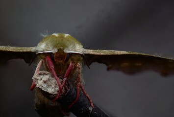 linden rose moth on a branch