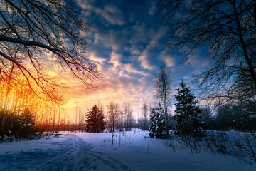 Winter landscape with forest, trees and sunrise. Winterly morning of a new day. Forest in the...
