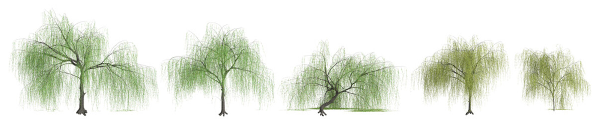 3d  illustration of set Salix tristis tree isolated on black background