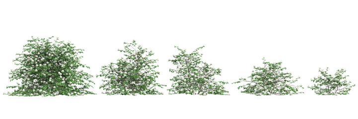 3d illustration of set Physocarpus opulifolius bush isolated on black background