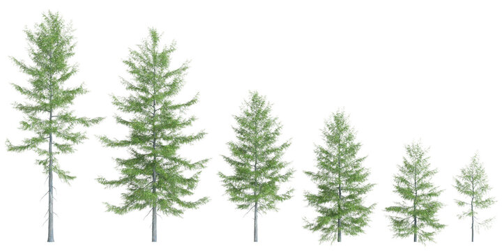 3d  illustration of set Tsuga heterophylla tree isolated on white background