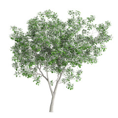 3d illustration of Catalpa speciosa tree isolated on black background