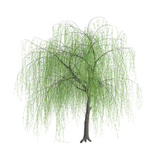 3d  illustration of Salix tristis tree isolated on black background - obrazy, fototapety, plakaty
