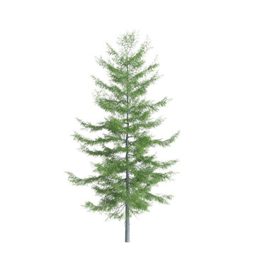 3d  illustration of Tsuga heterophylla tree isolated on white background
