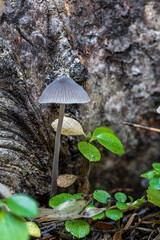 Fruiting Body of a Mycena Fungus