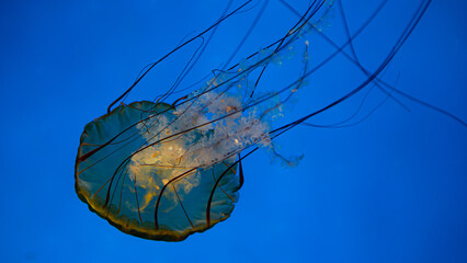 Jellyfish in aquarium