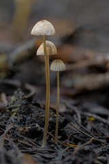 Fruiting Bodies of a Mycena Fungus
