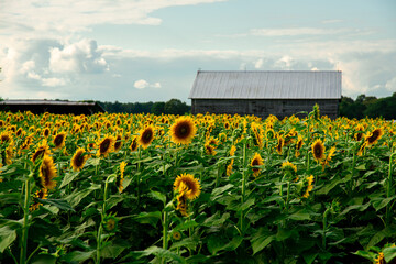 field of sunflowers