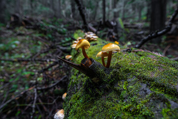 Toadstool Mushrooms on a Dead Tree