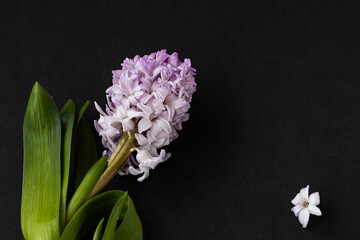 Pink booming hyacinth flower isolated on black background. Copy space to design key visual layout. Fantasy floral background