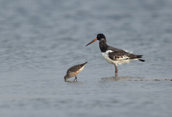 Portrait of a Oystercatchers at mameer, Bahrain