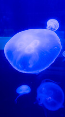 Pretty jellyfish in a large aquarium in Cape Town, South Africa