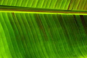 Сlose up green leaf texture
