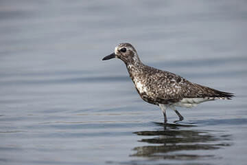 Closeup of a Grey plover in breeding plumage at Mameer creek of Bahrain