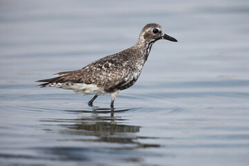 Portrait of a Grey plover in breeding plumage at Mameer creek of Bahrain