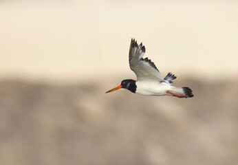 Oystercatchers in flight at mameer, Bahrain