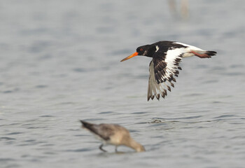 Oystercatchers flying at mameer, Bahrain