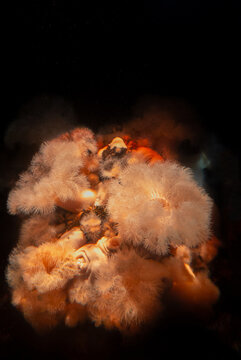 Pretty Anemones In A Large Aquarium In Cape Town, South Africa