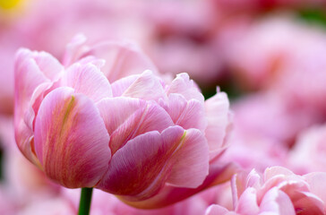 Fototapeta premium Close-up of tulip flower the colorful background.