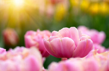  Colorful tulips in the garden