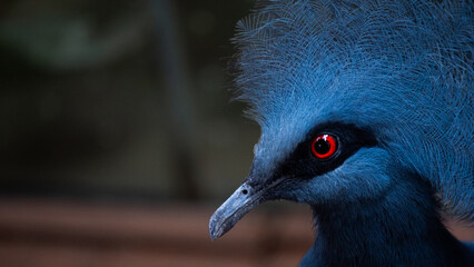Victoria Crowned Pidgeon Close Up