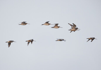 Fototapeta premium A flock of Bar-tailed Godwits flying at mameer creek of Bahrain