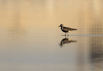 Portrait of a Grey plover at Mameer creek of Bahrain