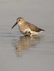 Portrait of a Dunlin in breeding plumage at mameer creek, Bahrain