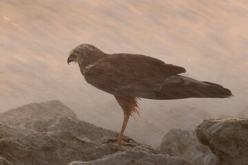 Eurasian Marsh harrier perched on rock with streak of water at Busaiteen coast during sunrise, Bahrain