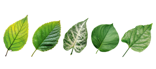 Natural of Tropical green leaves of leaf isolated on transparent png background, varies different of plant botanical.
