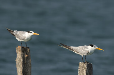 Lesser Crested Terns perched on wooden log at Busaiteen coast, Bahrain