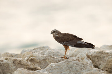 Eurasian Marsh harrier perched on rock in the mornig hours at Busiateen coast of Bahr