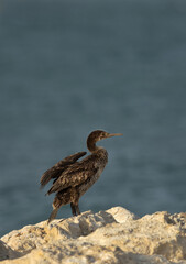 Socotra cormorant at Busaiteen coast, Bahrain