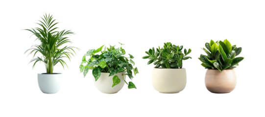 Set of Green plants in potted for interior decoration isolated on transparent png background, Houseplant for decorated in bedroom or living room, minimal natural health concept.