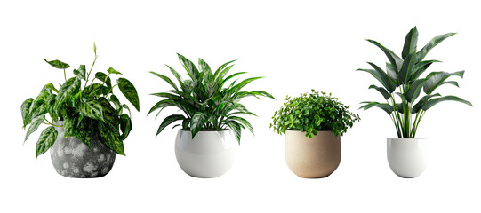 Set of Green plants in potted for interior decoration isolated on transparent png background, Houseplant for decorated in bedroom or living room, minimal natural health concept.